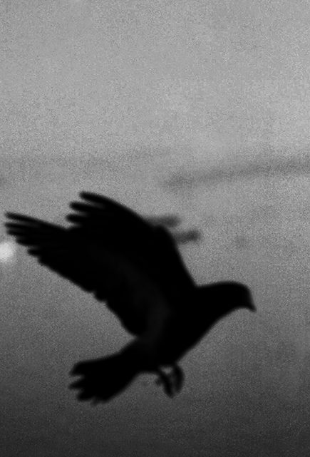 Signe