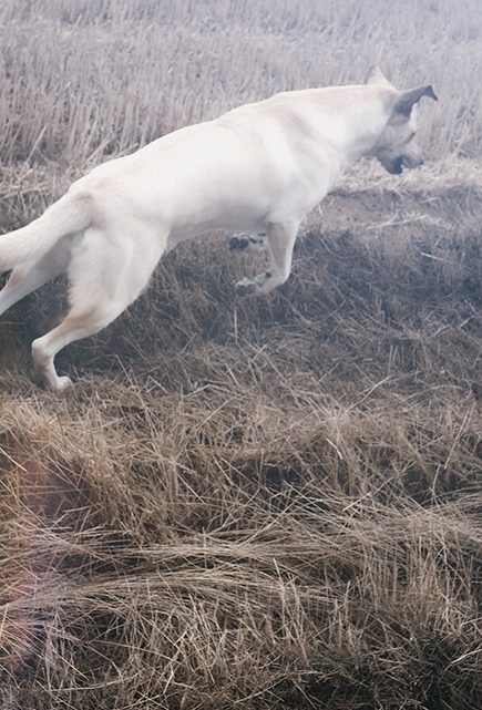 Libre